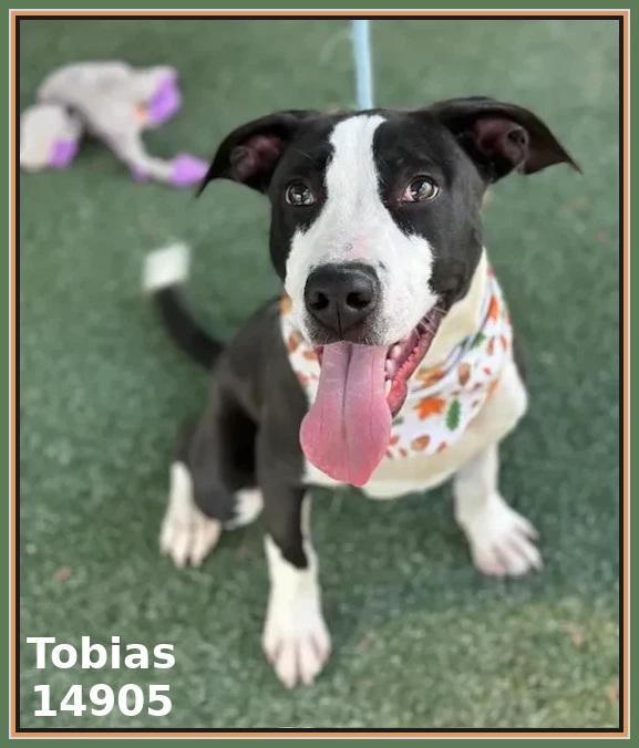 Enlarge TOBIAS, a Adoptable mixed breed in Marietta, GA image 2/6