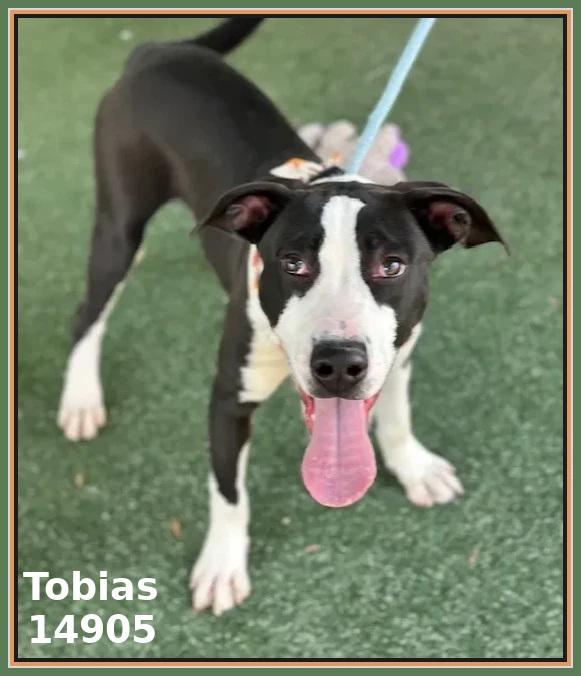 Enlarge TOBIAS, a Adoptable mixed breed in Marietta, GA image 3/6