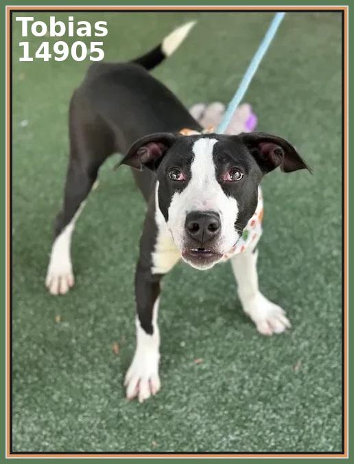 Enlarge TOBIAS, a Adoptable mixed breed in Marietta, GA image 4/6