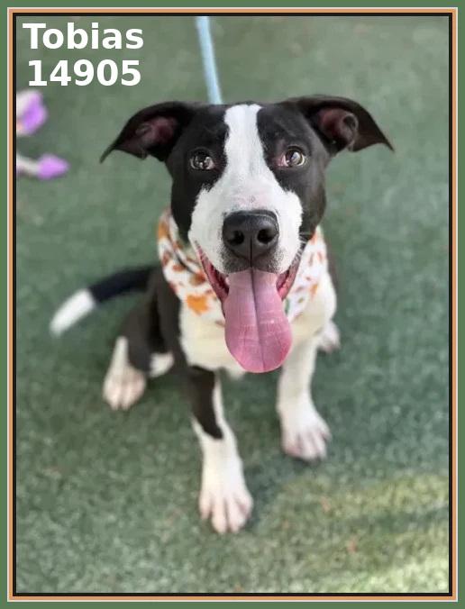 Enlarge TOBIAS, a Adoptable mixed breed in Marietta, GA image 5/6