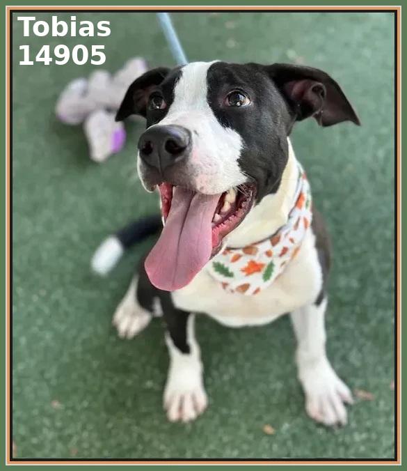 Enlarge TOBIAS, a Adoptable mixed breed in Marietta, GA image 6/6