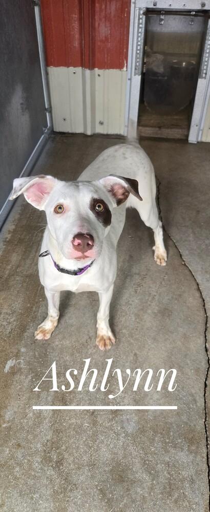 Ashlynn, Adoptable, Young Female Mixed Breed.