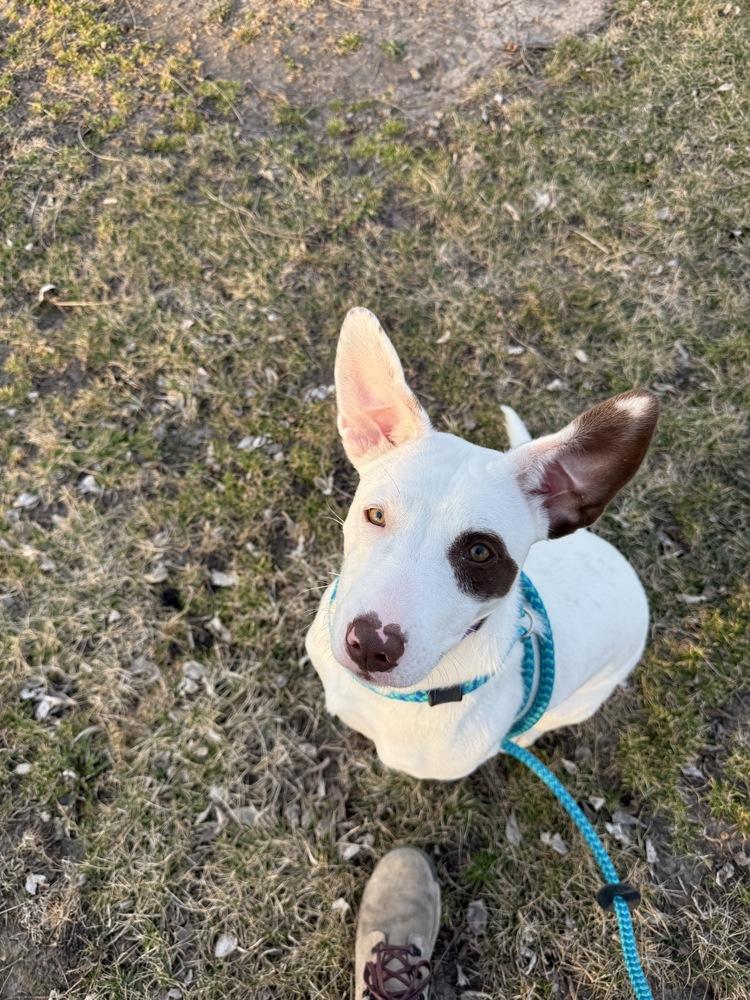 Enlarge Ashlynn, a Adoptable mixed breed in Papillion, NE image 3/6