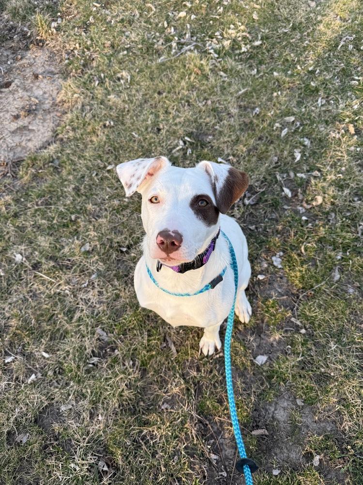 Enlarge Ashlynn, a Adoptable mixed breed in Papillion, NE image 4/6