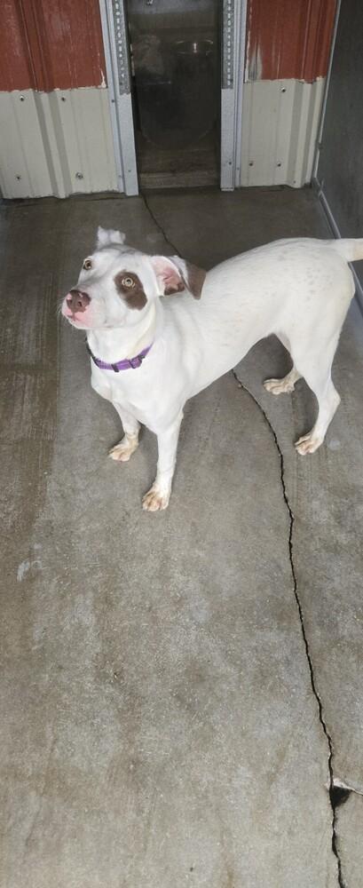 Enlarge Ashlynn, a Adoptable mixed breed in Papillion, NE image 5/6