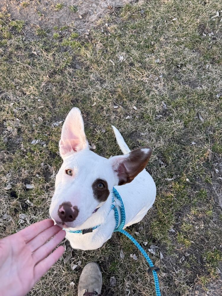 Enlarge Ashlynn, a Adoptable mixed breed in Papillion, NE image 6/6