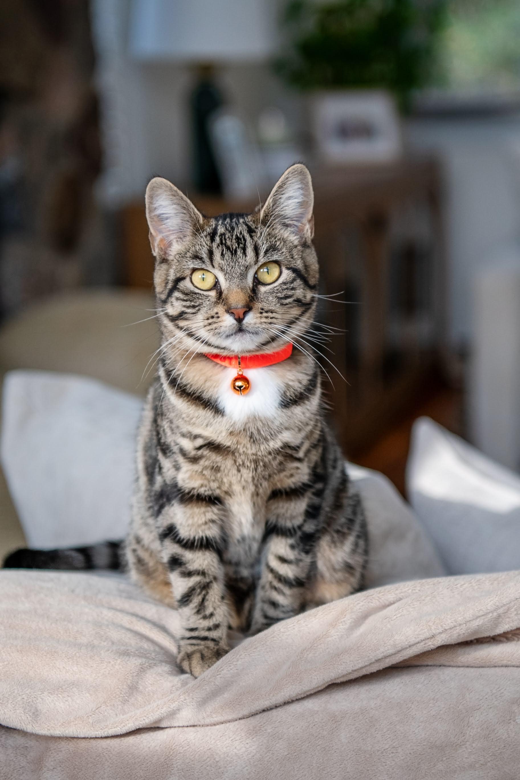 Mel, Adoptable, Young Female Domestic Short Hair.