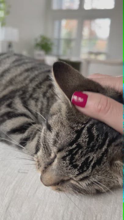 Enlarge Mel, a Adoptable Domestic Short Hair in New York, NY video 6/6