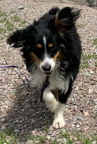 Oakley, an adopted Australian Shepherd in Polson, MT image 2/6