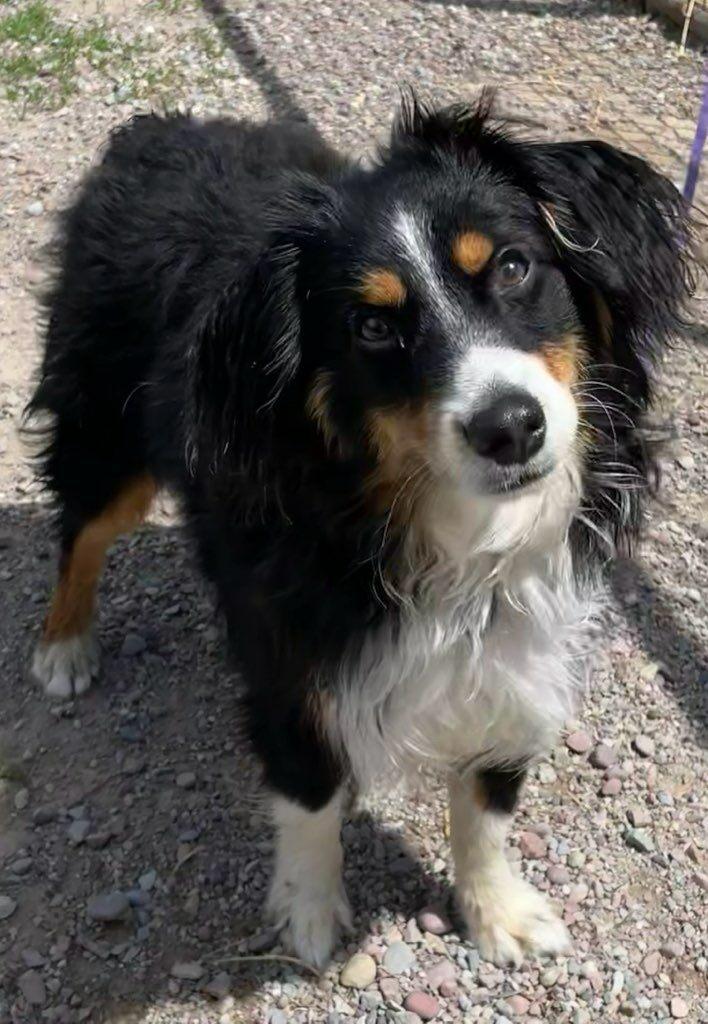 Oakley, an adopted Australian Shepherd in Polson, MT image 3/6