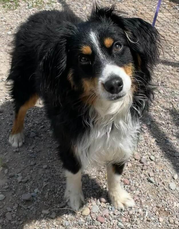 Oakley, an adopted Australian Shepherd in Polson, MT image 4/6