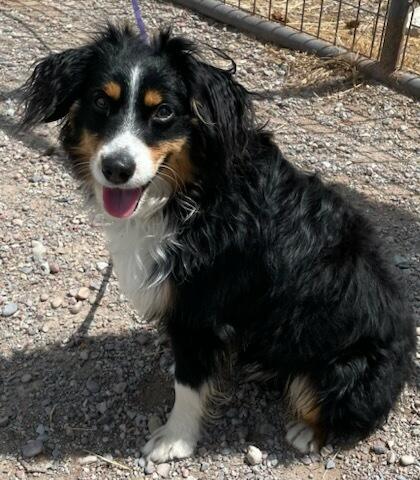 Oakley, an adopted Australian Shepherd in Polson, MT image 6/6