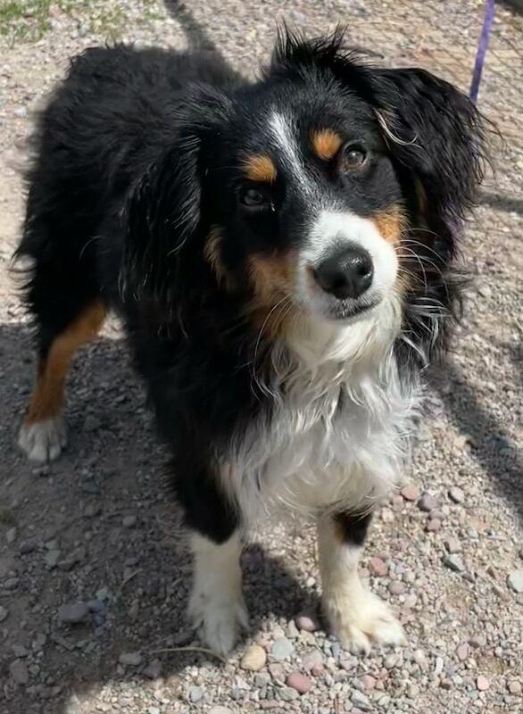 Oakley, adopted, Puppy Male Australian Shepherd.