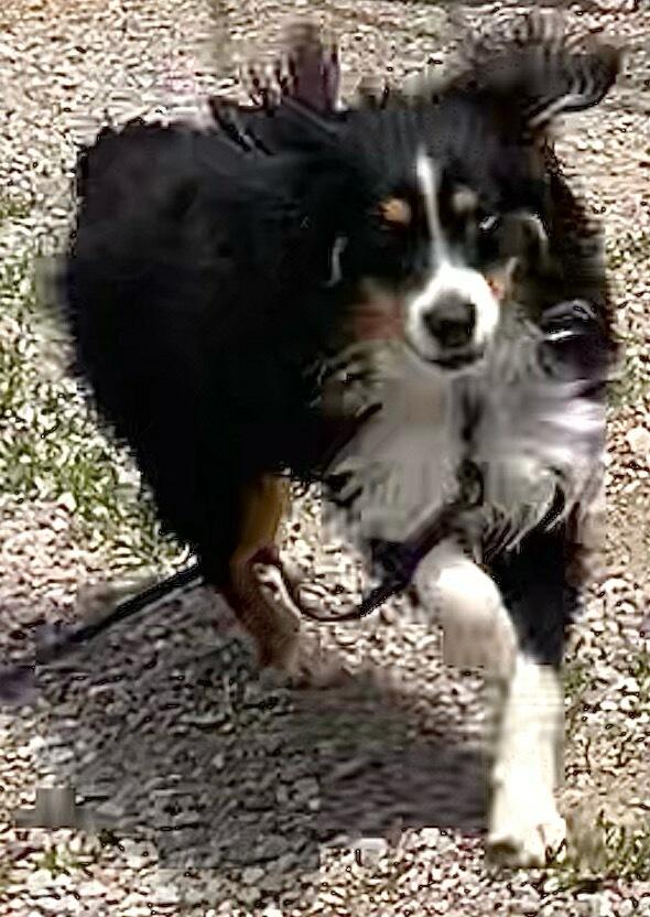 Oakley, an adopted Australian Shepherd in Polson, MT image 5/6
