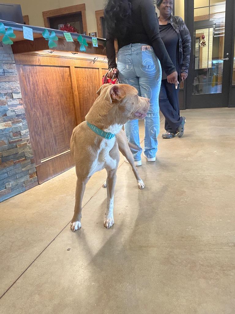 Enlarge Found Animal 339, a Adoptable Pit Bull Terrier in Douglasville, GA image 1/2