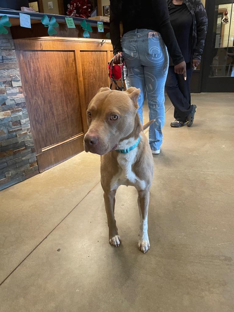Enlarge Found Animal 339, a Adoptable Pit Bull Terrier in Douglasville, GA image 2/2