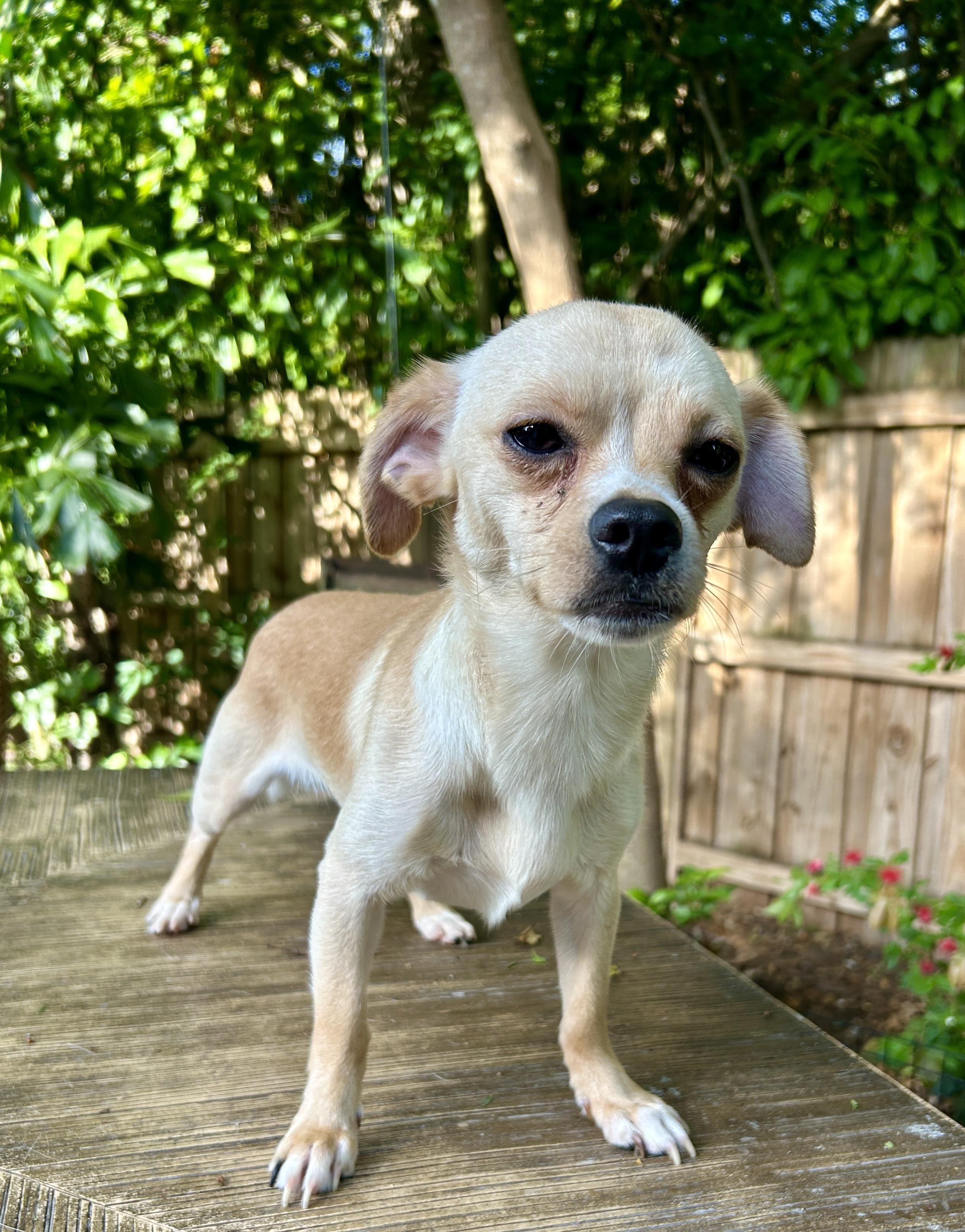 Enlarge Remy, a Adoptable Chihuahua in Sarasota, FL image 2/2