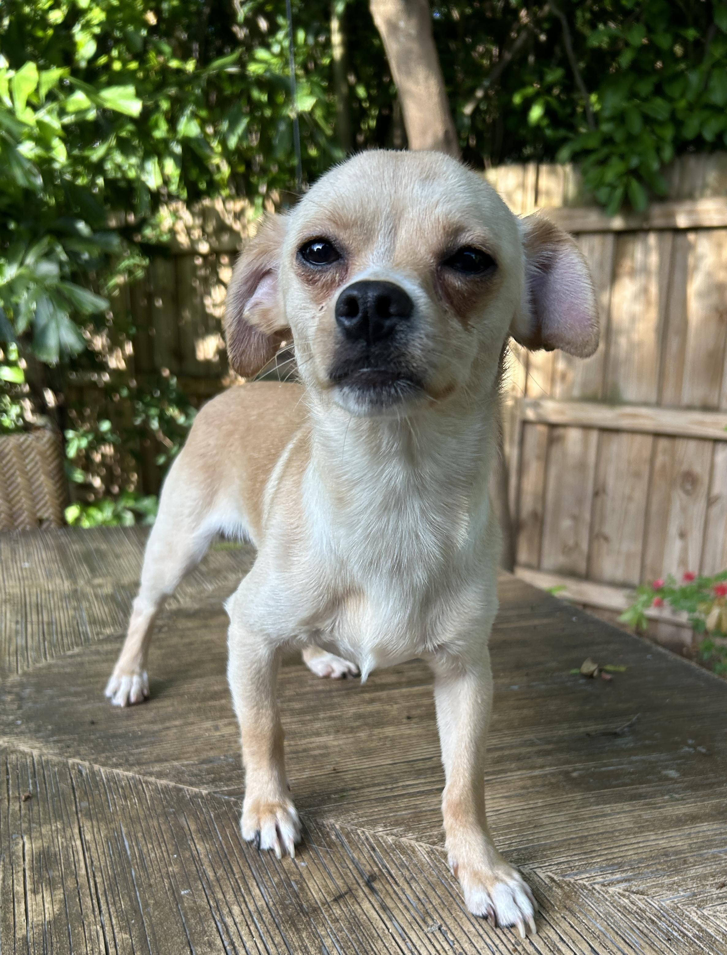 Remy, Adoptable, Young Male Chihuahua.