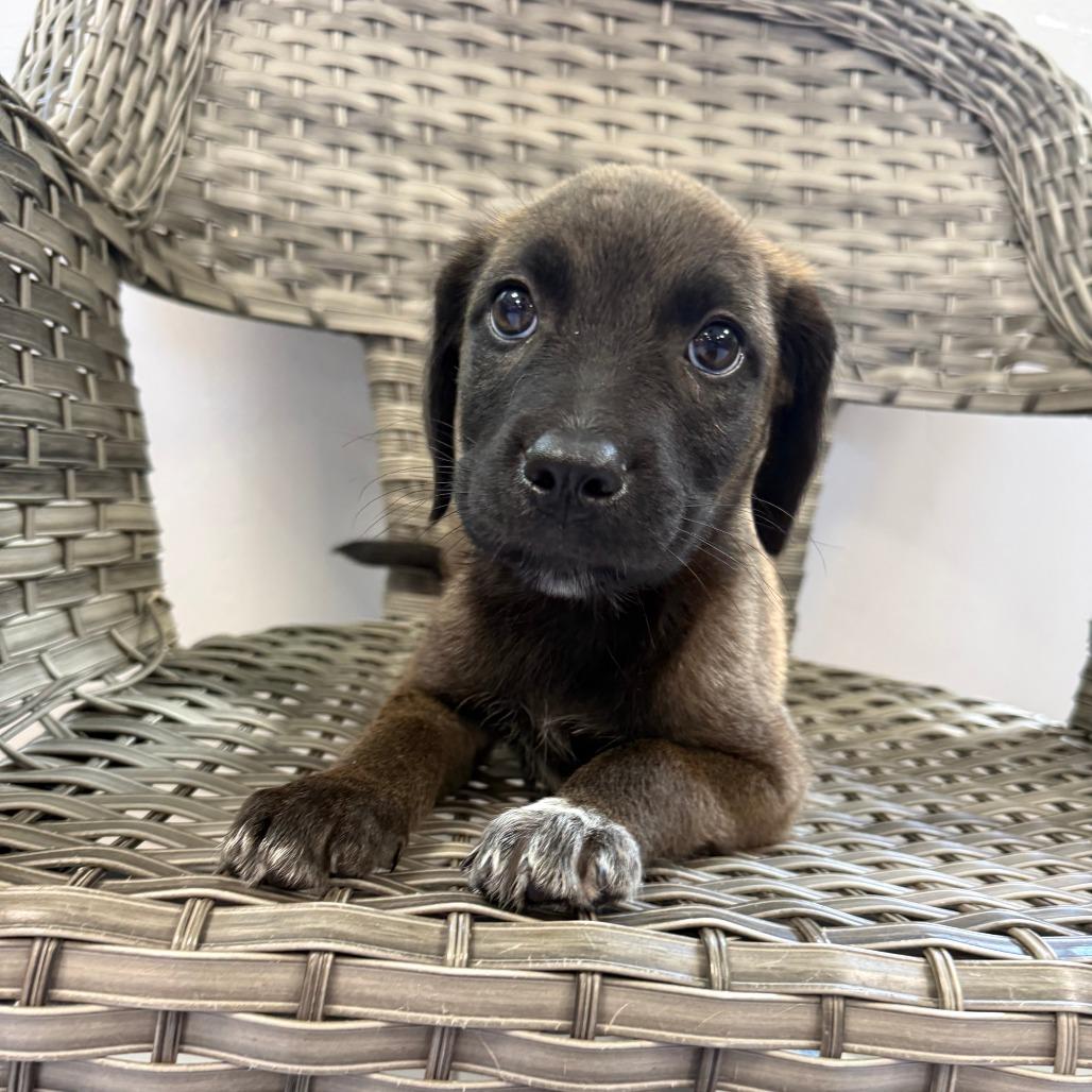 Cindy, a Adoptable Mixed Breed in Ponca City, OK image 1/2