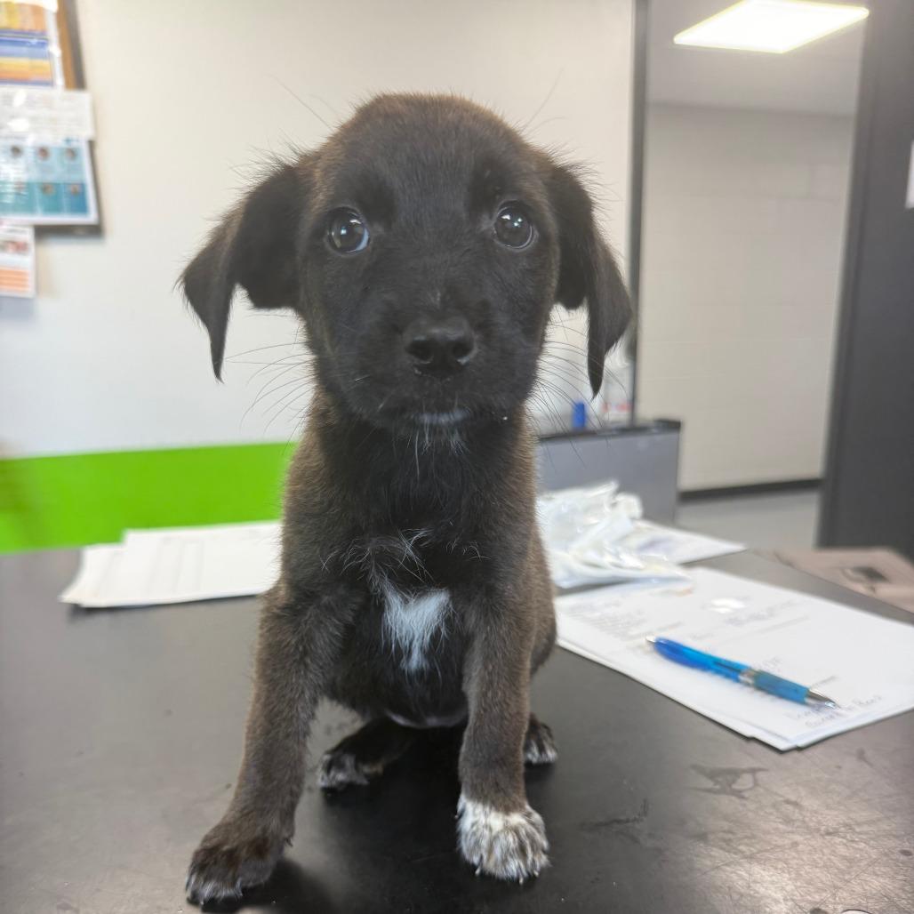 Cindy, a Adoptable Mixed Breed in Ponca City, OK image 2/2