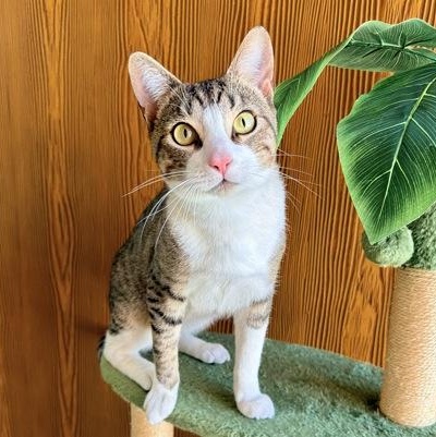 Captain, a ADOPTABLE Domestic Short Hair in Santa Cruz, CA image 3/5