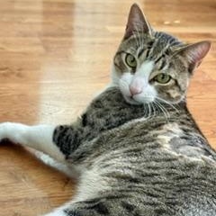 Captain, a ADOPTABLE Domestic Short Hair in Santa Cruz, CA image 2/5
