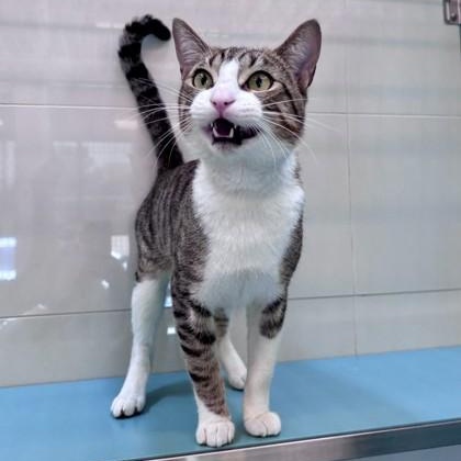 Captain, a ADOPTABLE Domestic Short Hair in Santa Cruz, CA image 4/5