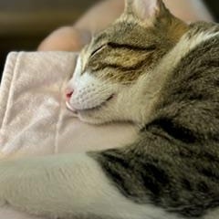 Captain, a ADOPTABLE Domestic Short Hair in Santa Cruz, CA image 5/5