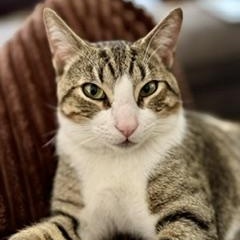 Captain, a ADOPTABLE Domestic Short Hair in Santa Cruz, CA image 1/5