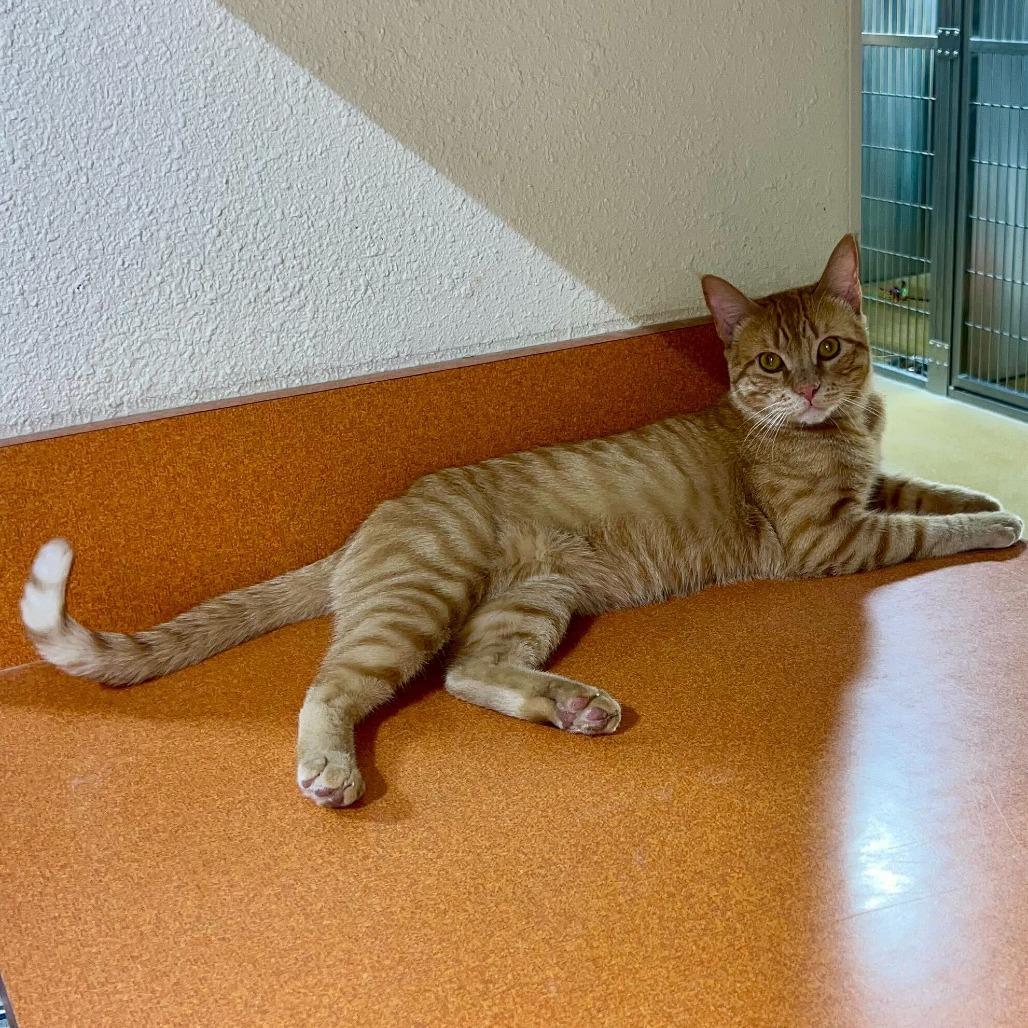 Mister Dude, Adoptable, Young Male Domestic Short Hair.