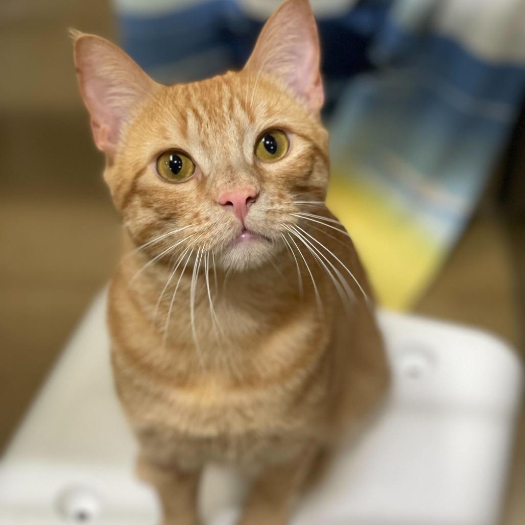Mister Dude, a Adoptable Domestic Short Hair in Naperville, IL image 2/6