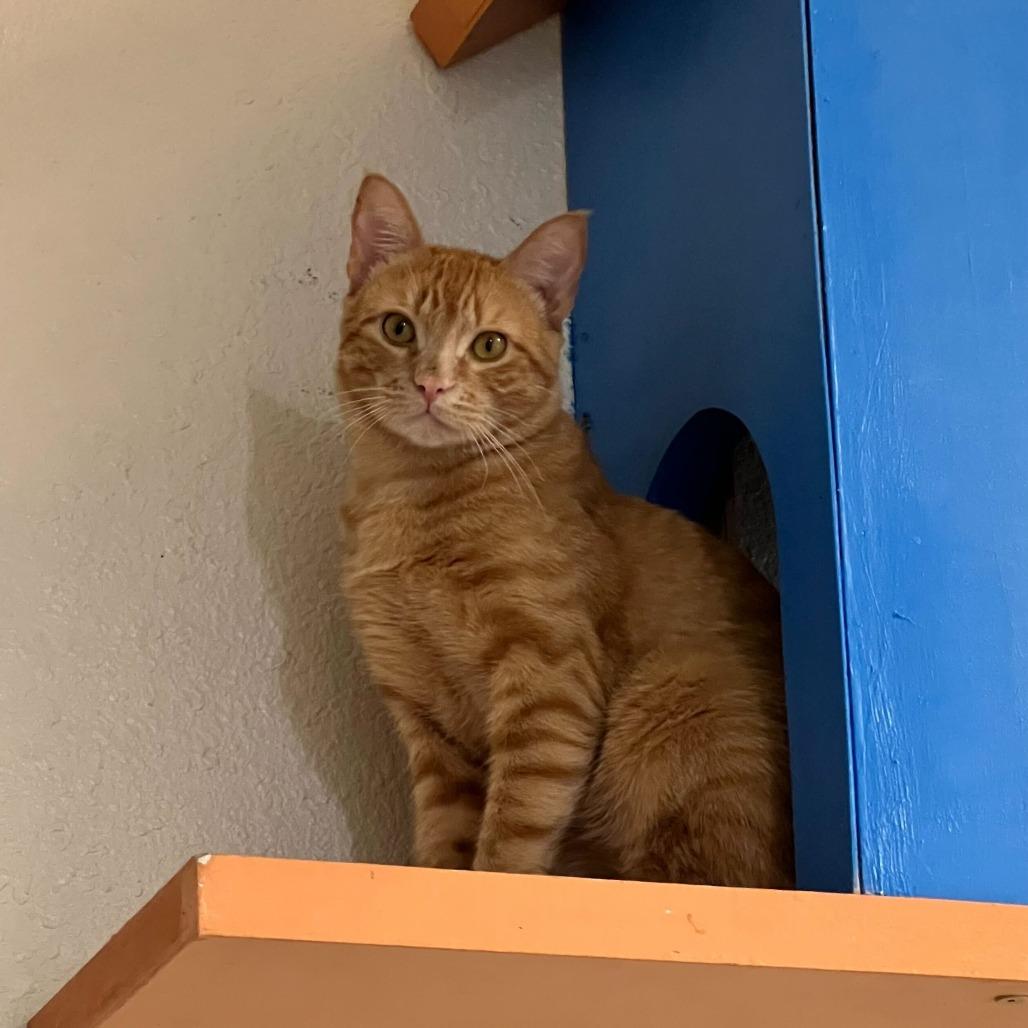 Mister Dude, a Adoptable Domestic Short Hair in Naperville, IL image 3/6