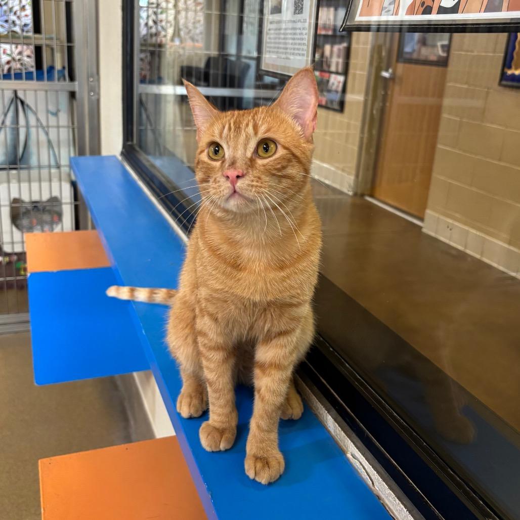 Mister Dude, a Adoptable Domestic Short Hair in Naperville, IL image 4/6