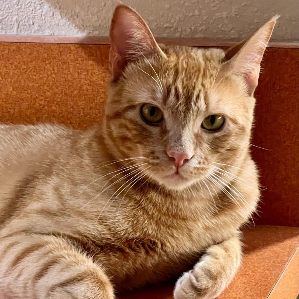 Mister Dude, a Adoptable Domestic Short Hair in Naperville, IL image 5/6