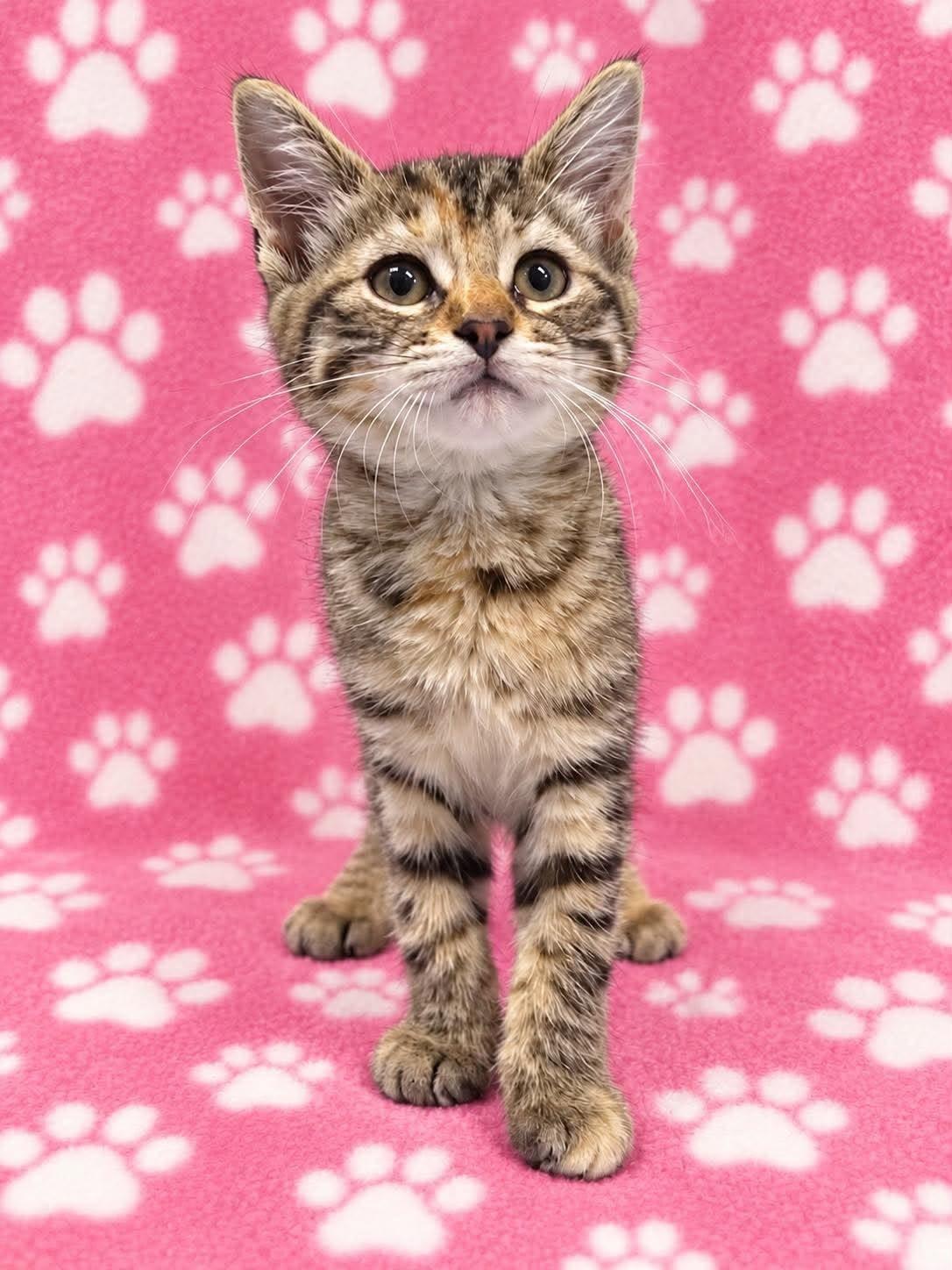 Enlarge GRETEL, a Adopted Domestic Short Hair in Tillsonburg, ON image 1/3