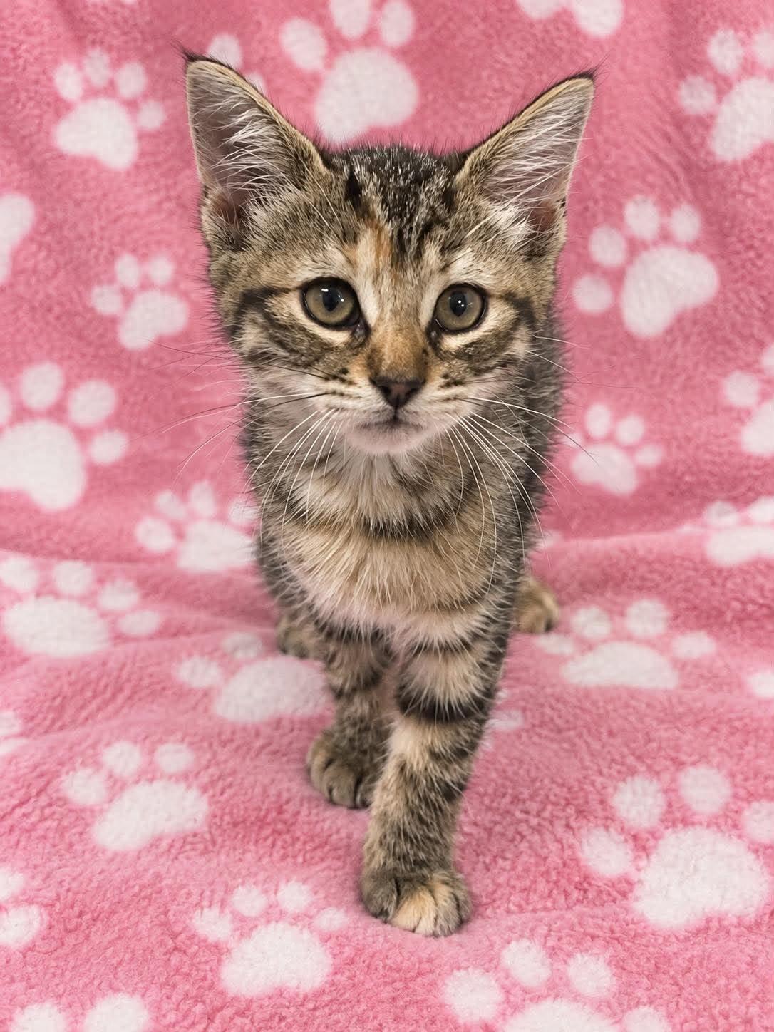 Enlarge GRETEL, a Adopted Domestic Short Hair in Tillsonburg, ON image 2/3