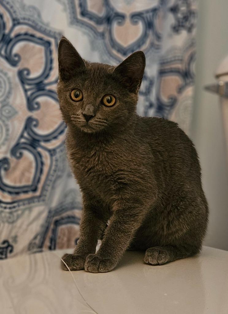 Elphie, Adoptable, Kitten Female Domestic Short Hair.