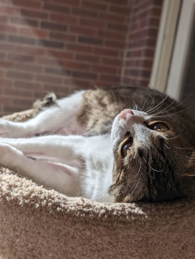 Duncan, Adoptable, Young Male Tabby & Domestic Short Hair.