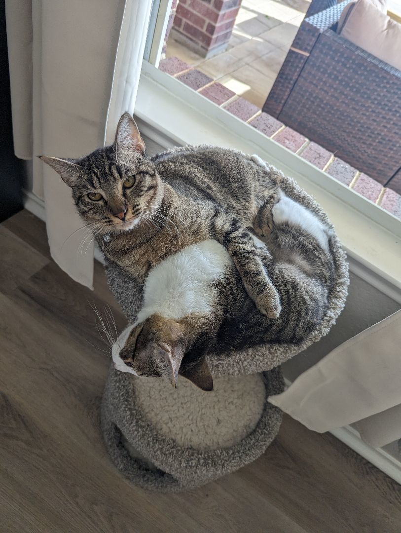 Duncan, a Adoptable mixed breed in Schertz, TX image 2/10