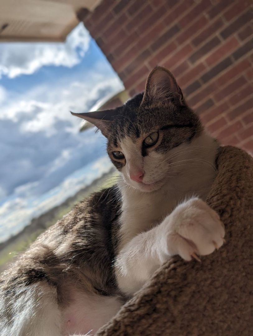 Duncan, a Adoptable mixed breed in Schertz, TX image 3/10