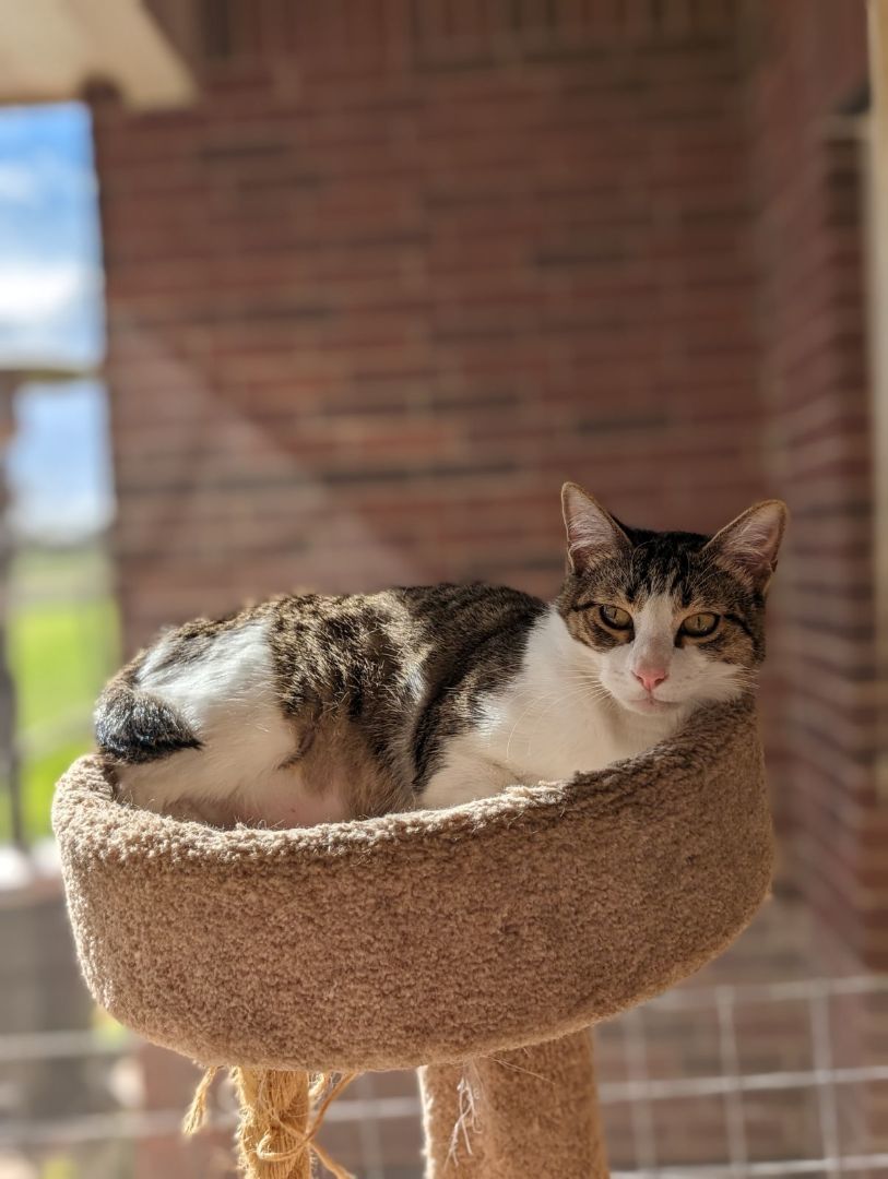 Duncan, a Adoptable mixed breed in Schertz, TX image 4/10