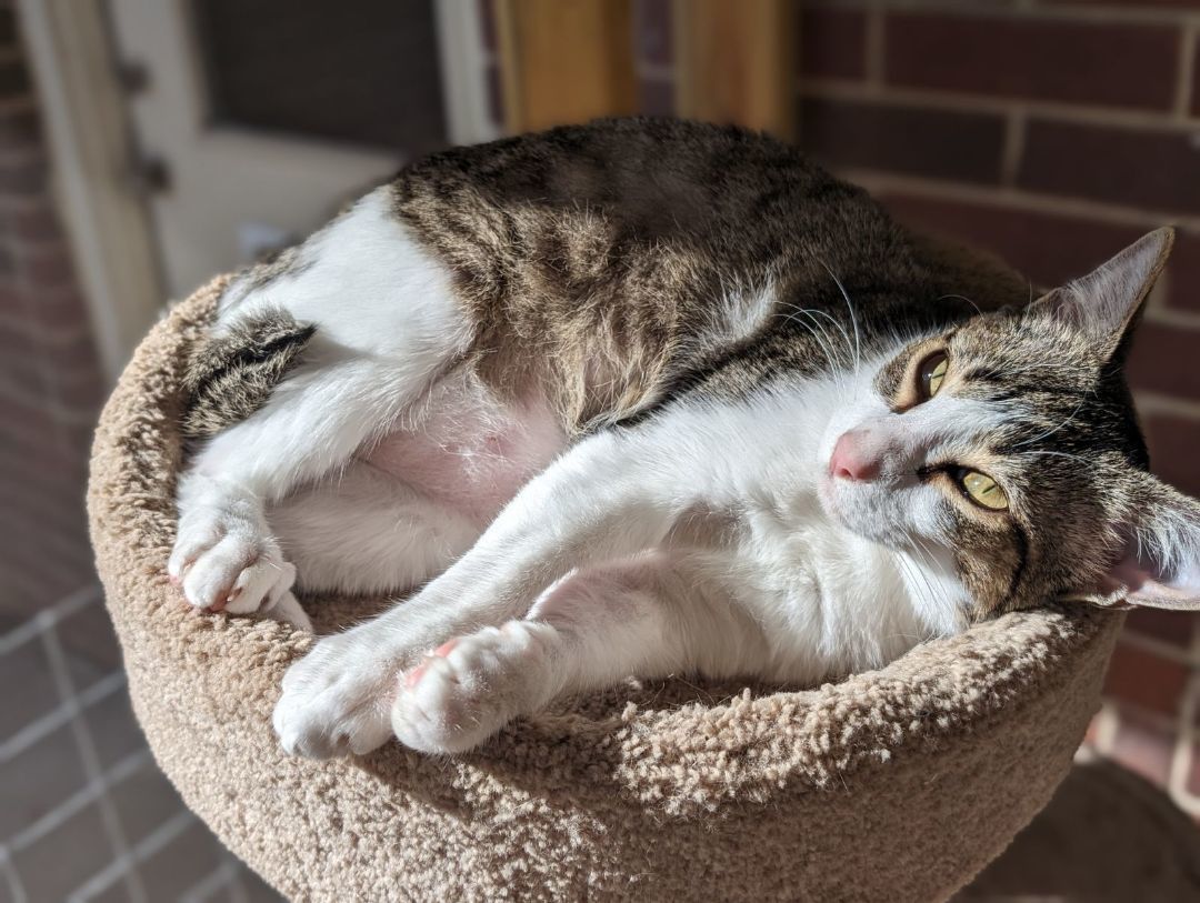 Duncan, a Adoptable mixed breed in Schertz, TX image 5/10