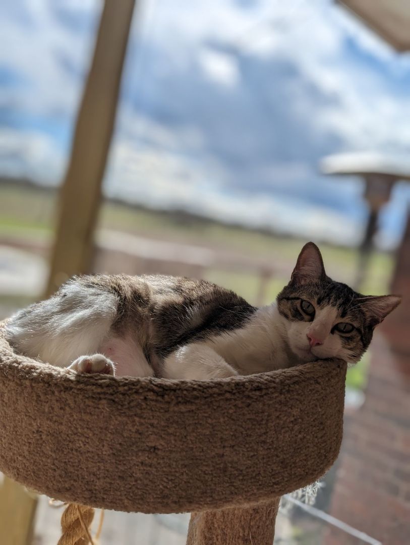 Duncan, a Adoptable mixed breed in Schertz, TX image 6/10