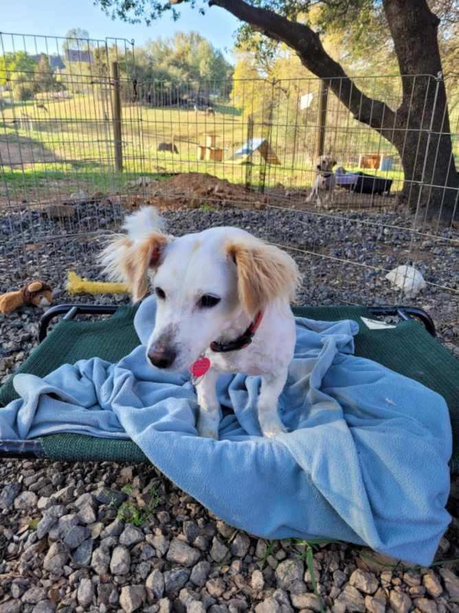 Jordan, a Adoptable Spaniel in Jamestown, CA image 1/3