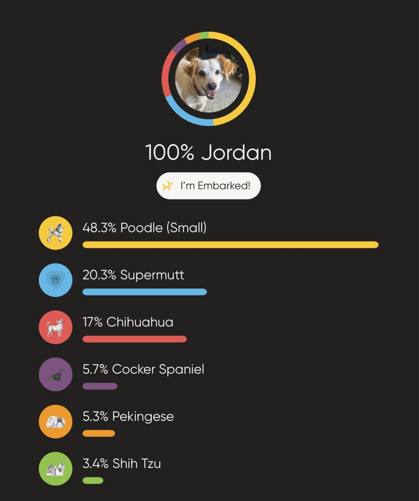 Jordan, a Adoptable Spaniel in Jamestown, CA image 3/6