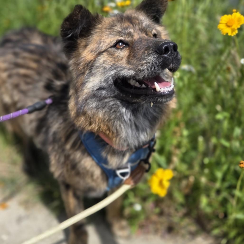 Nami, Adoptable, Adult Female Jindo.