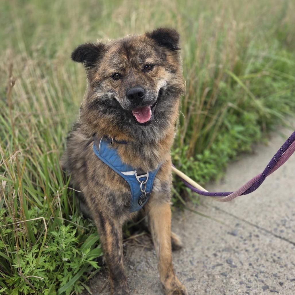 Enlarge Nami, a Adoptable Jindo in Silver Spring, MD image 2/5