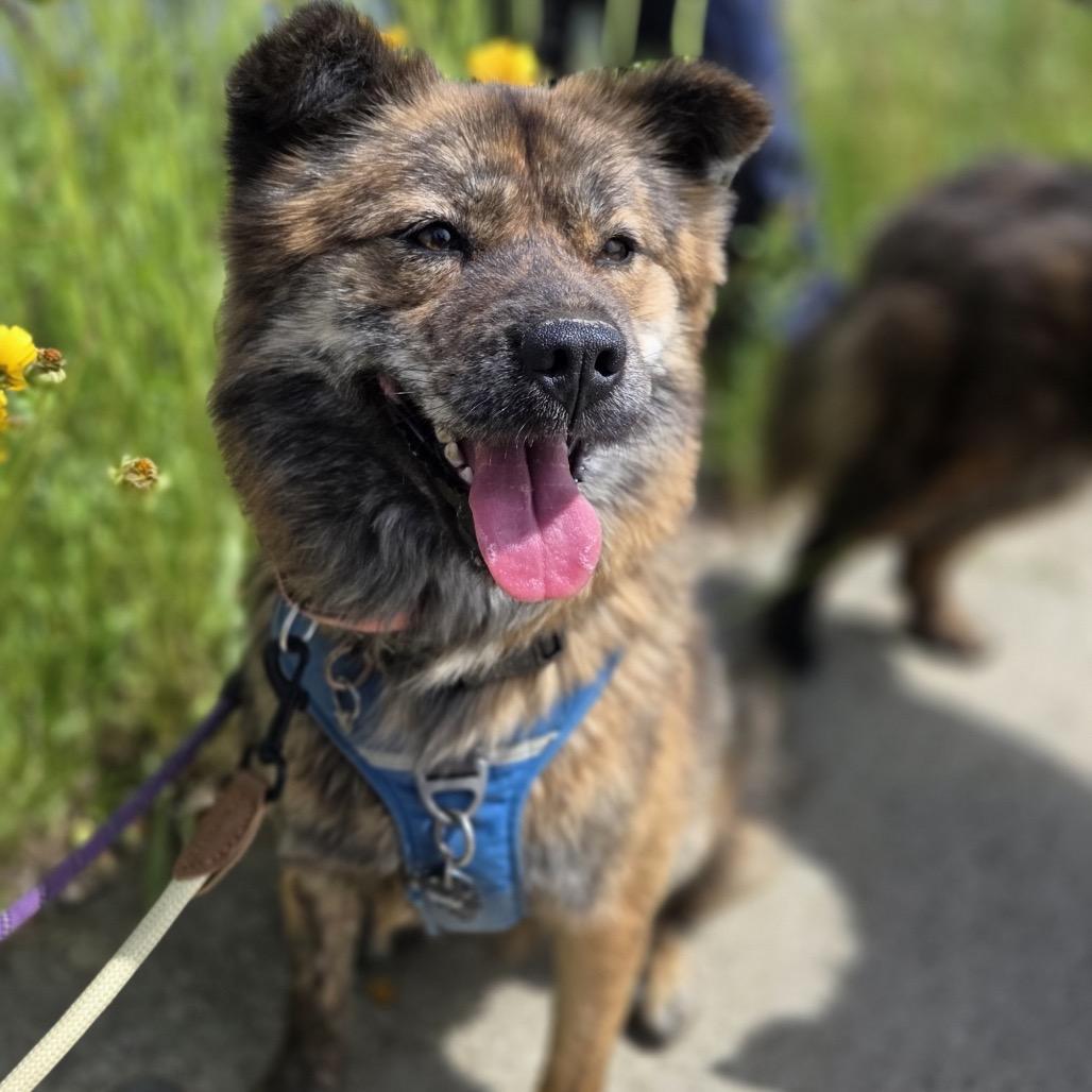 Enlarge Nami, a Adoptable Jindo in Silver Spring, MD image 3/5