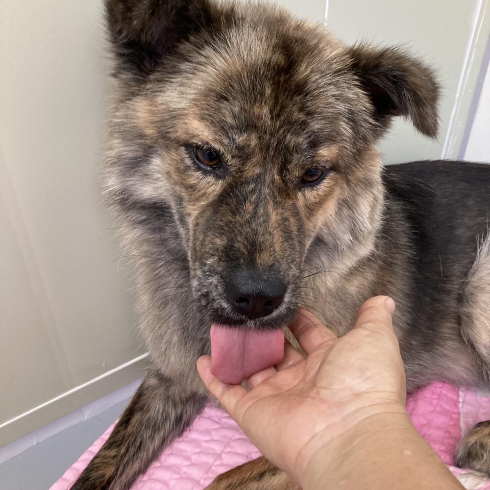 Enlarge Nami, a Adoptable Jindo in Silver Spring, MD image 4/5