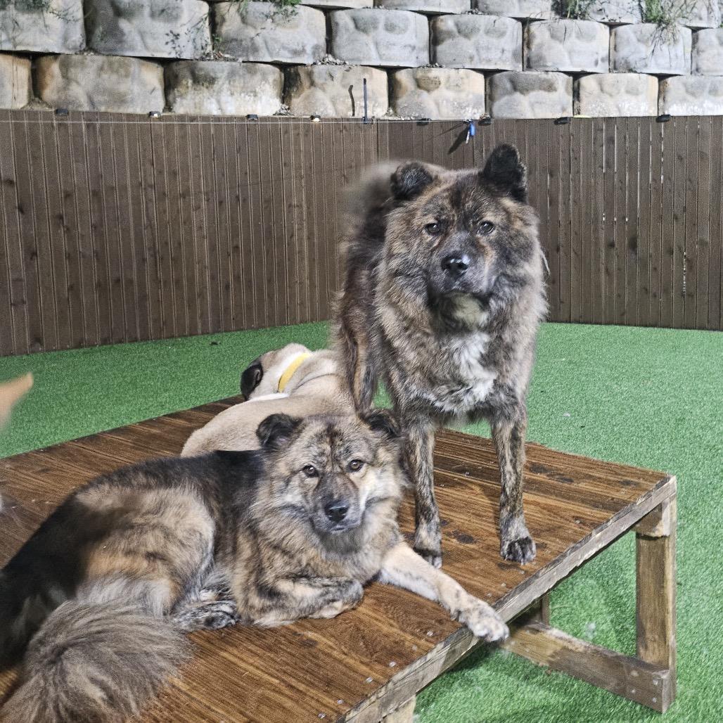 Enlarge Nami, a Adoptable Jindo in Silver Spring, MD image 5/5